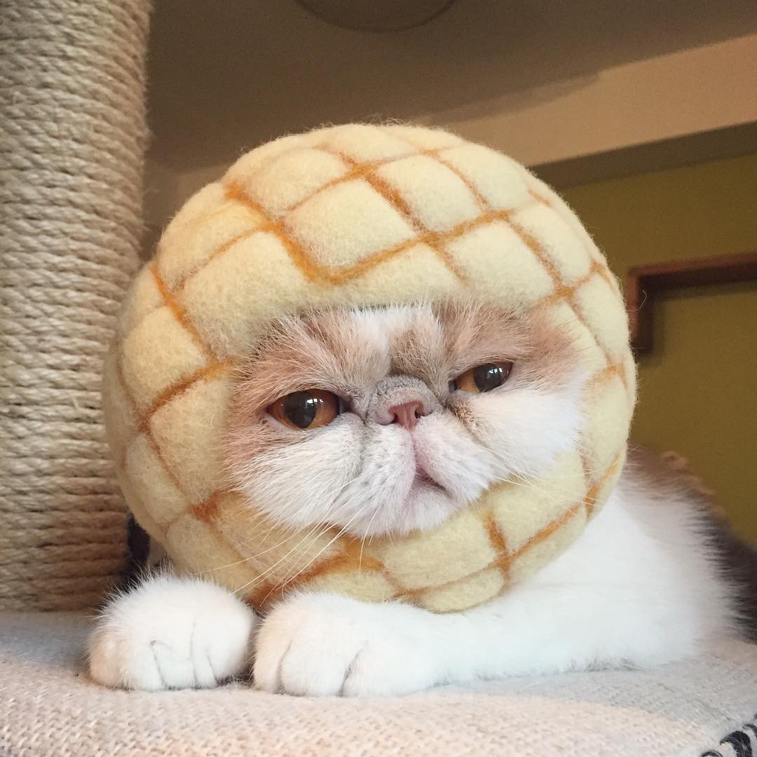 Вислоухий экзот Манчкин