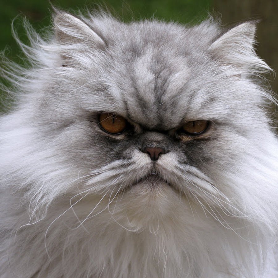 Персидский экзот длинношерстный