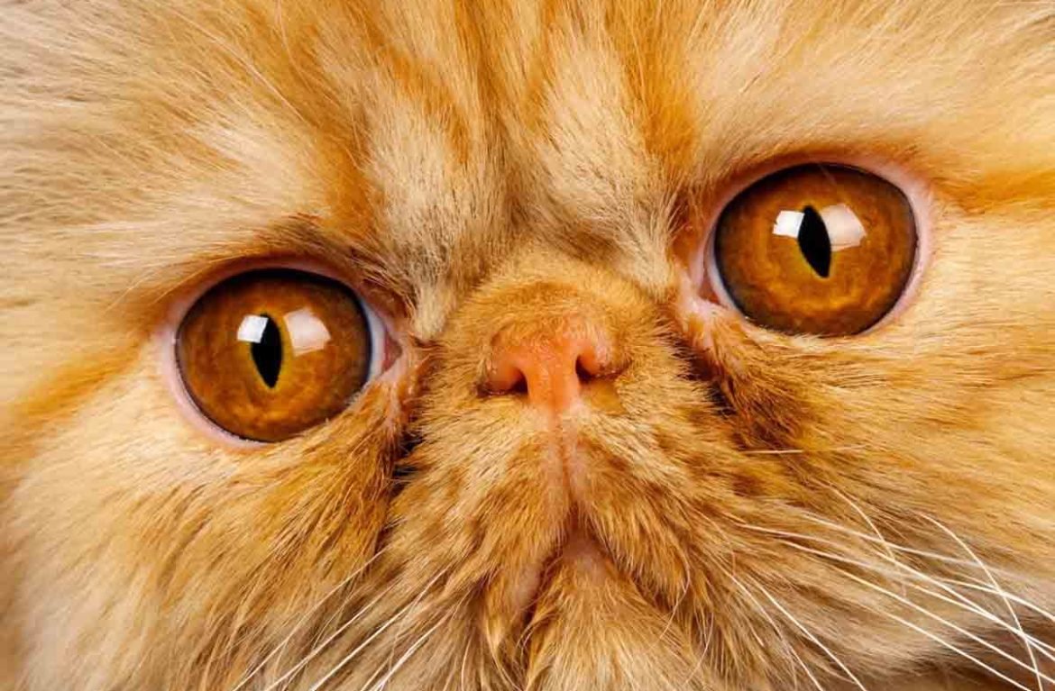 Рыжие персидские коты