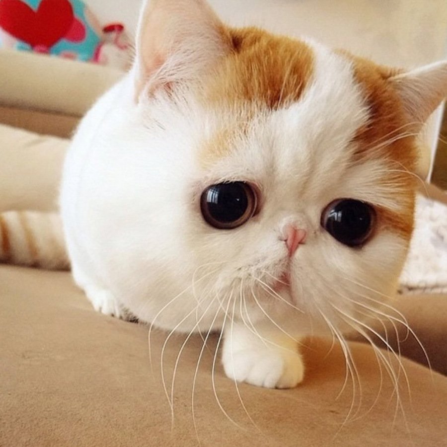 Экзот Снупи котята