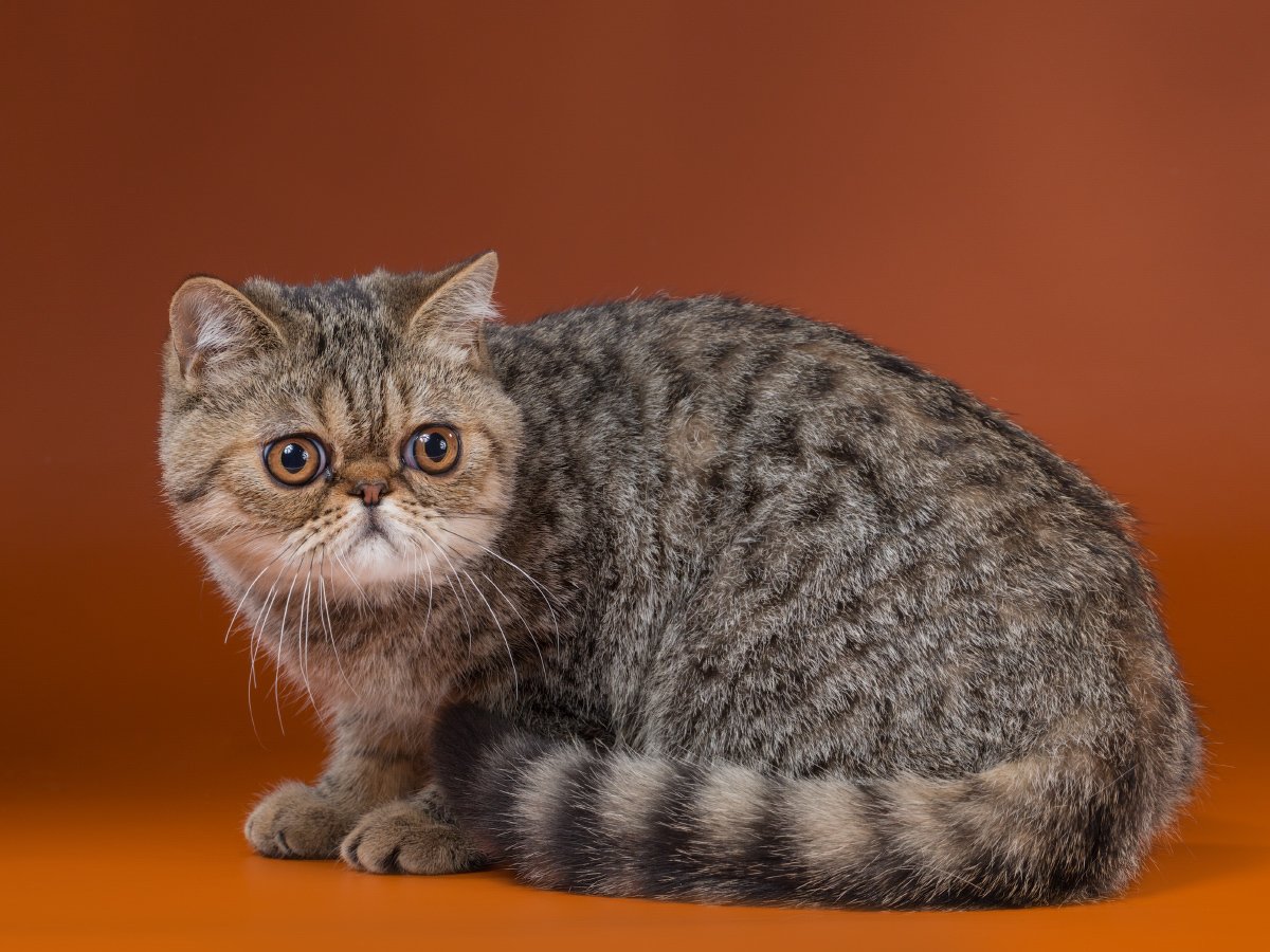 Американский экзот кошка