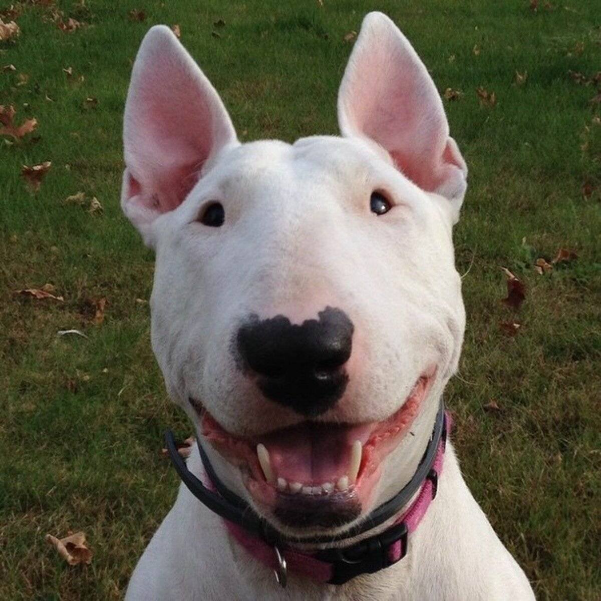 Порода бультерьер