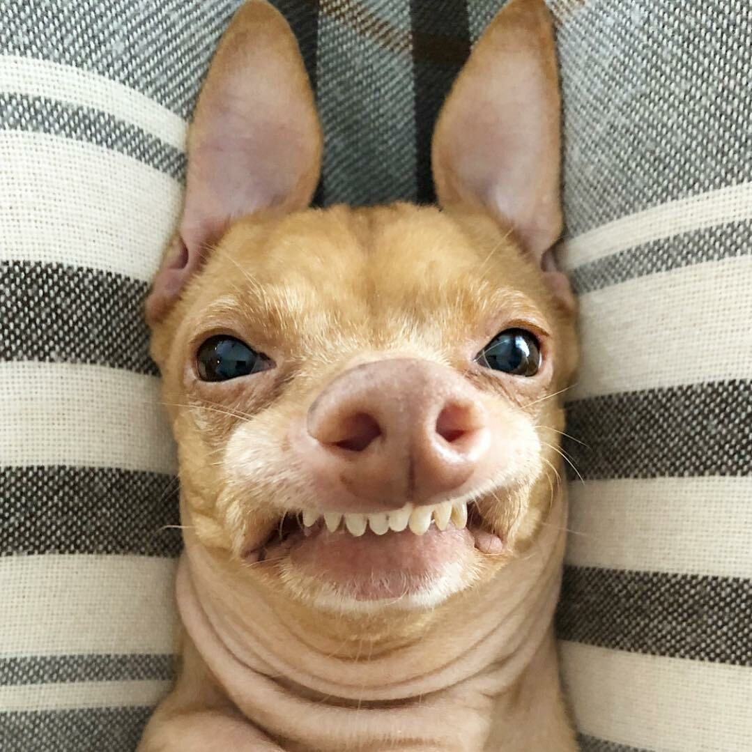 Чивини Туна