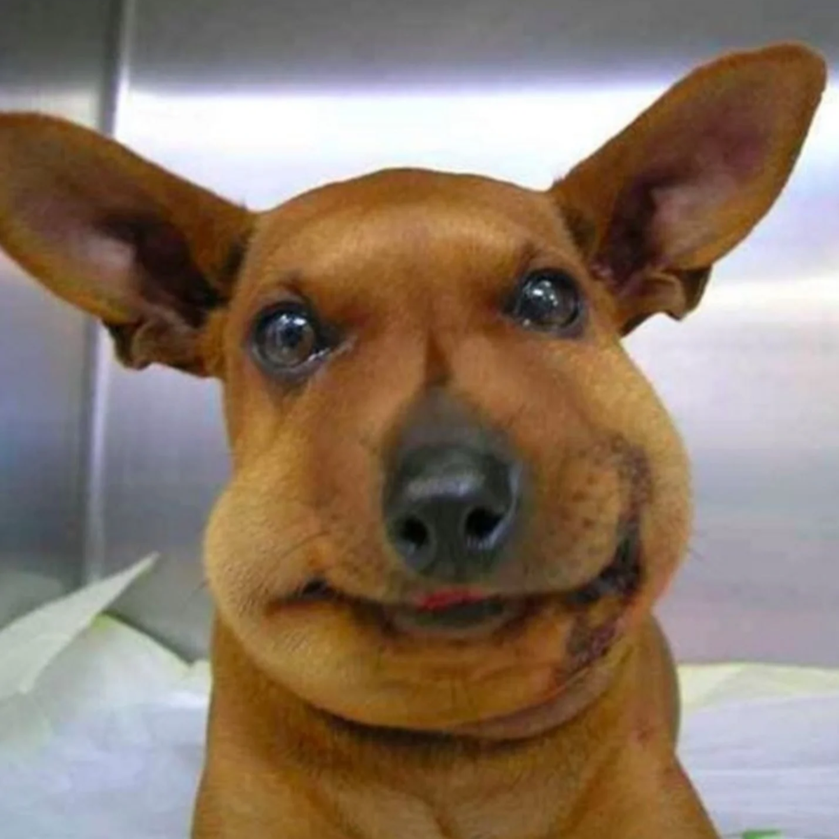 Собаку ужалила пчела