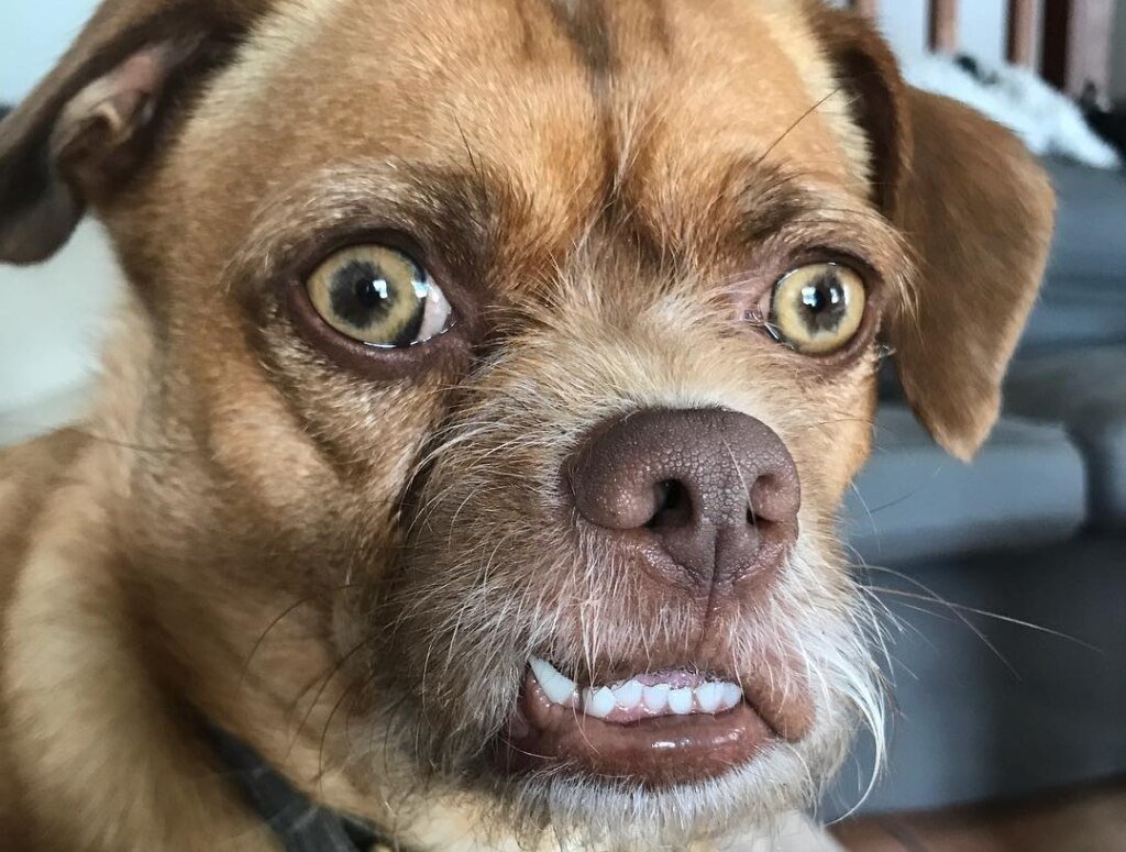 Собака Гав няшка