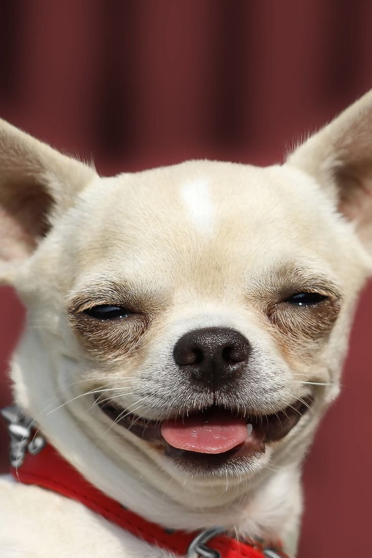 Порода чихуахуа