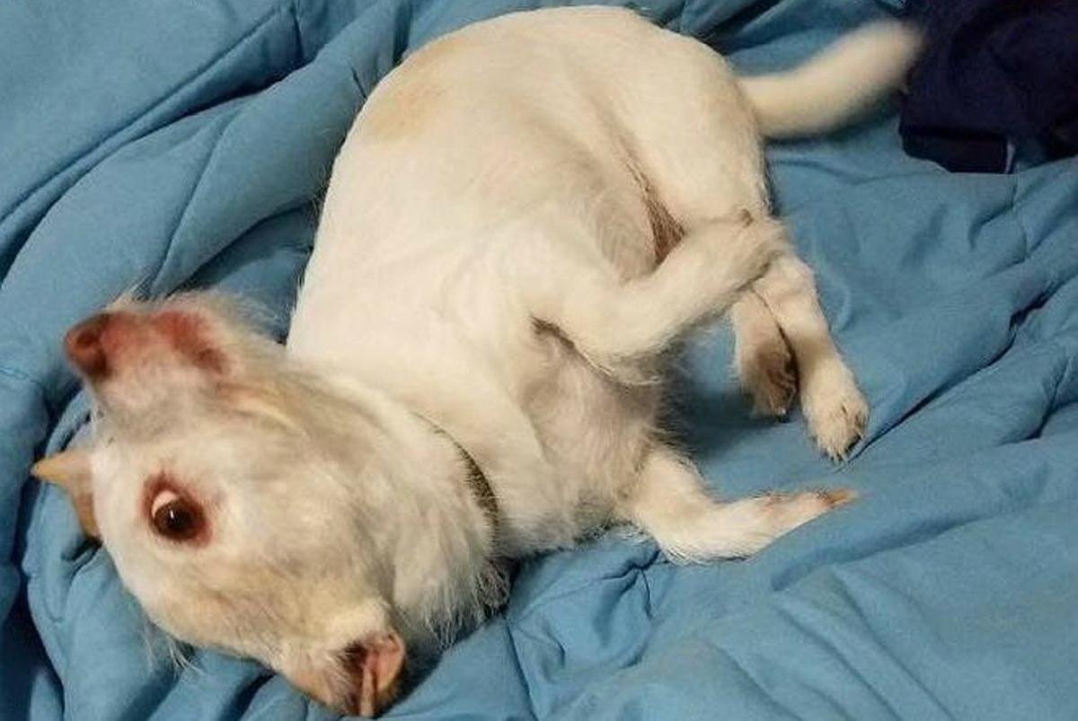 Собака свинья