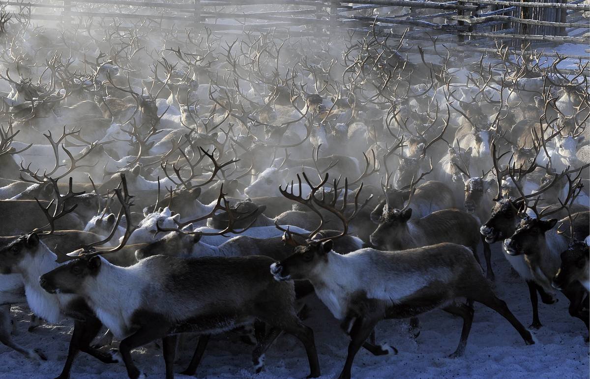Стад оленей в Якутии