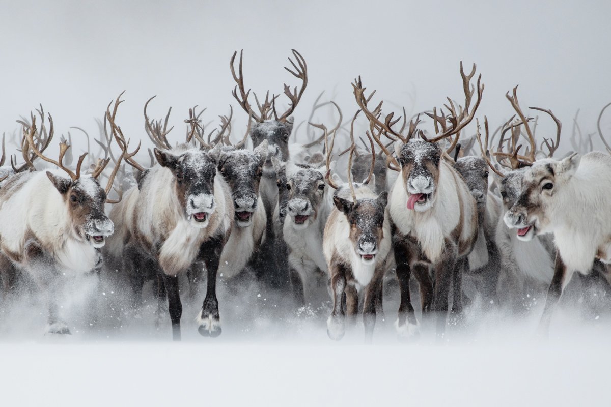 Олени Ямала