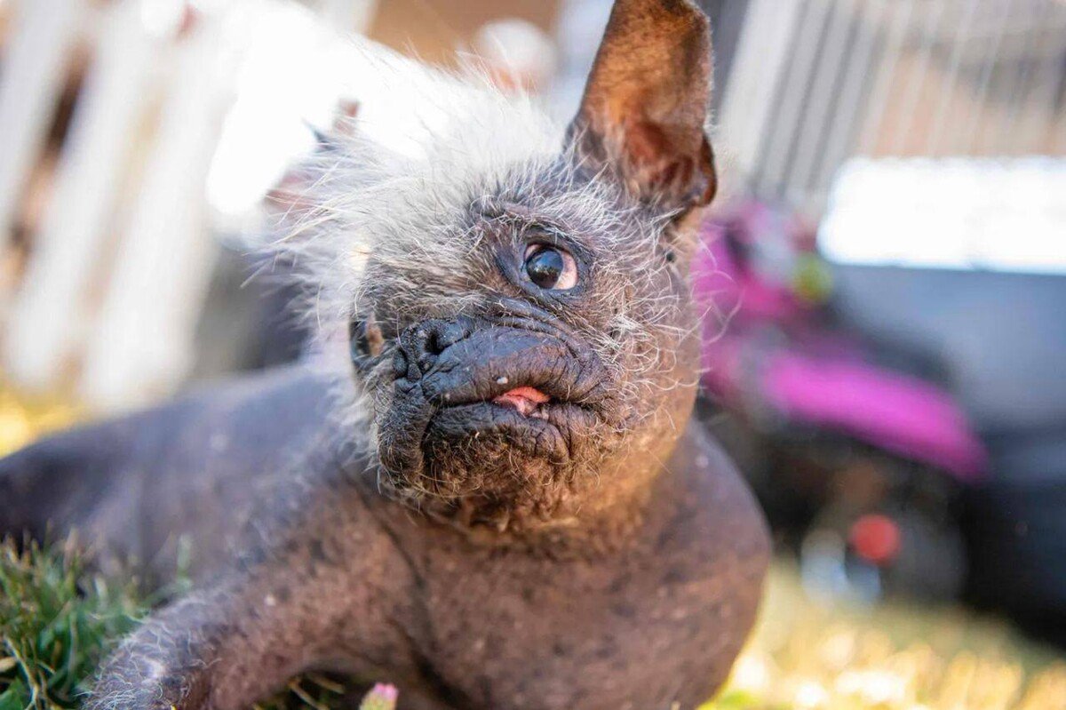 Китайская хохлатая собака по имени Мистер счастливое лицо