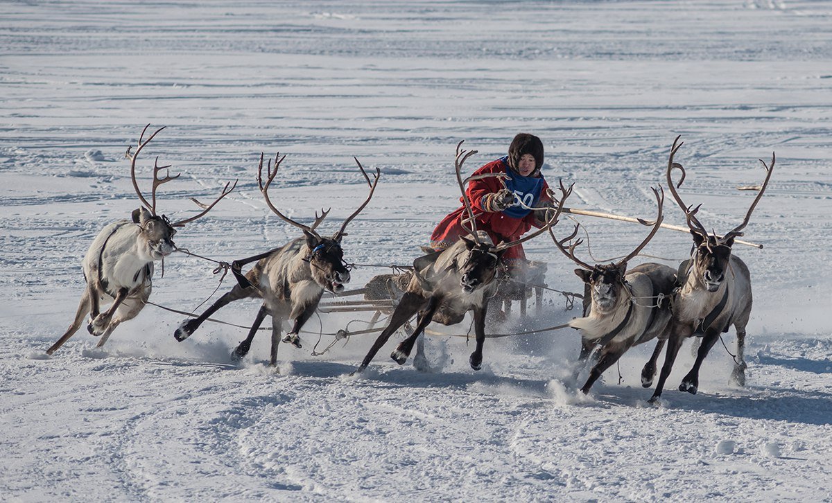 Ненцы оленеводство
