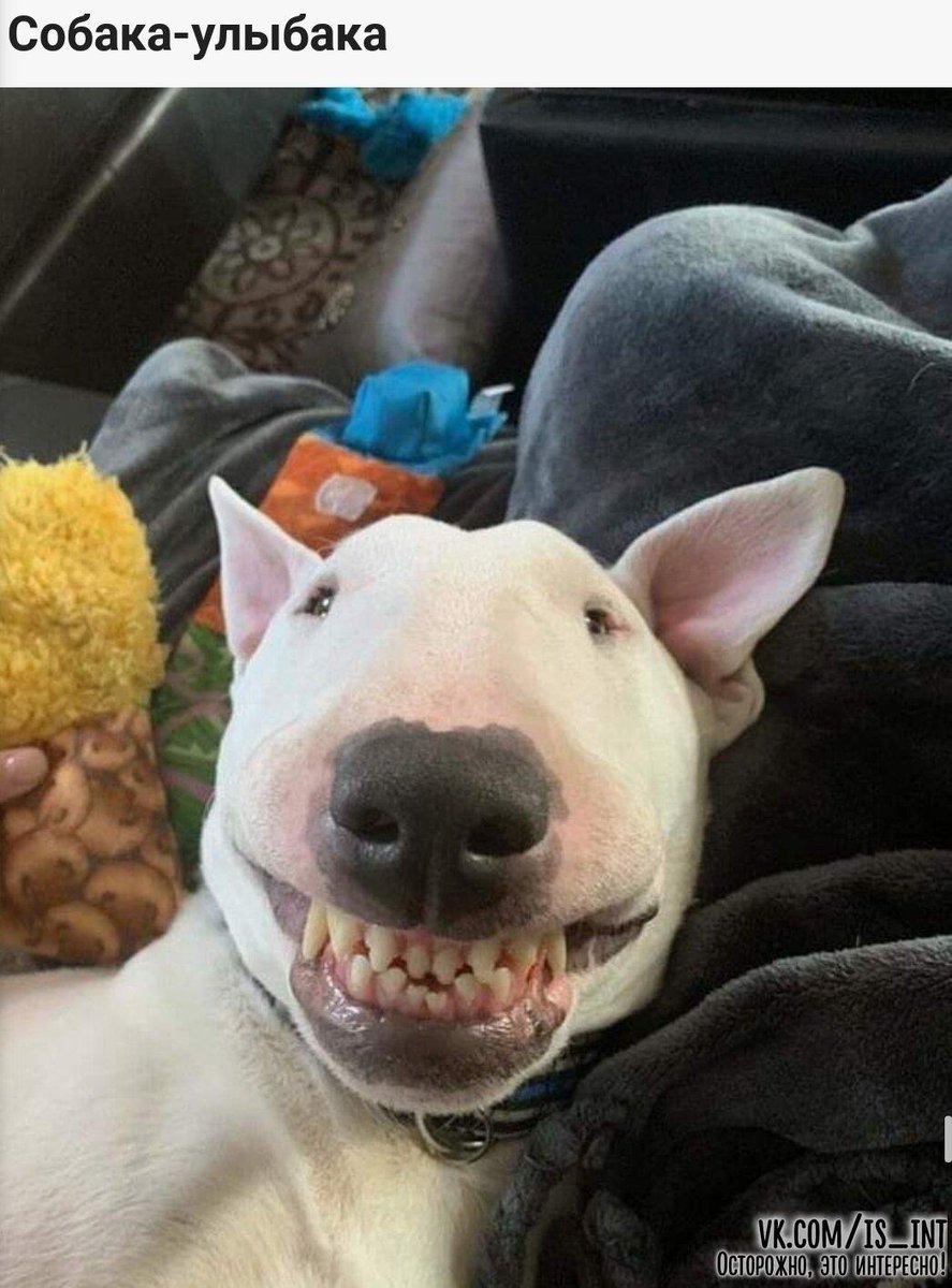 Бультерьер 2