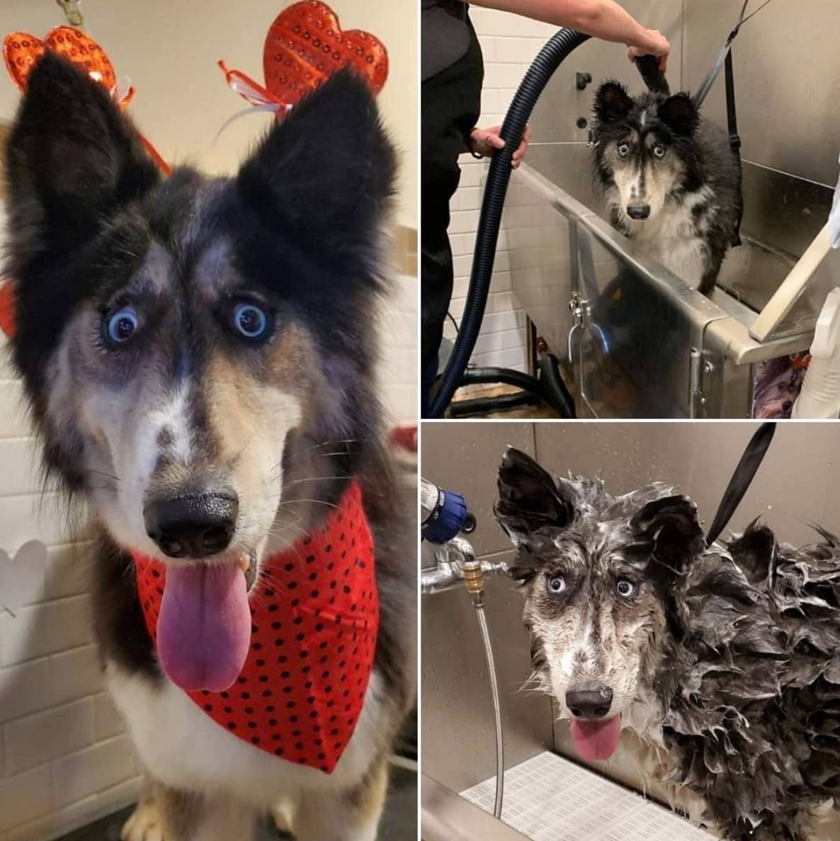 Хаски из приюта