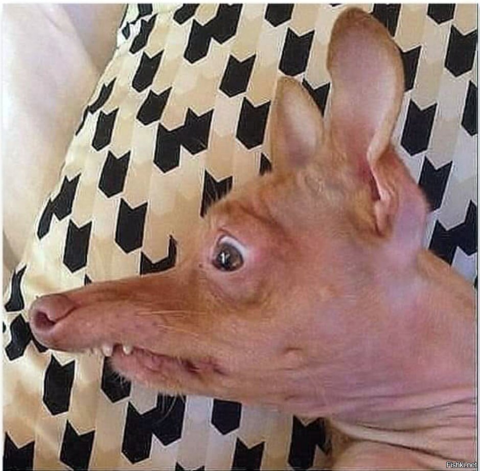 Собака похожая на свинью