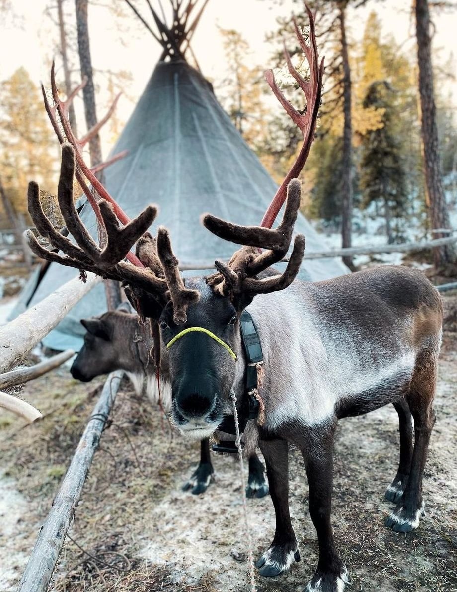 Ловозеро Саамская деревня