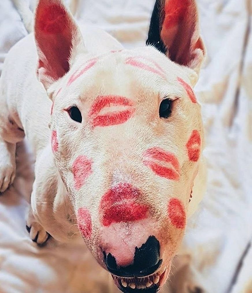 Бойцовский бультерьер