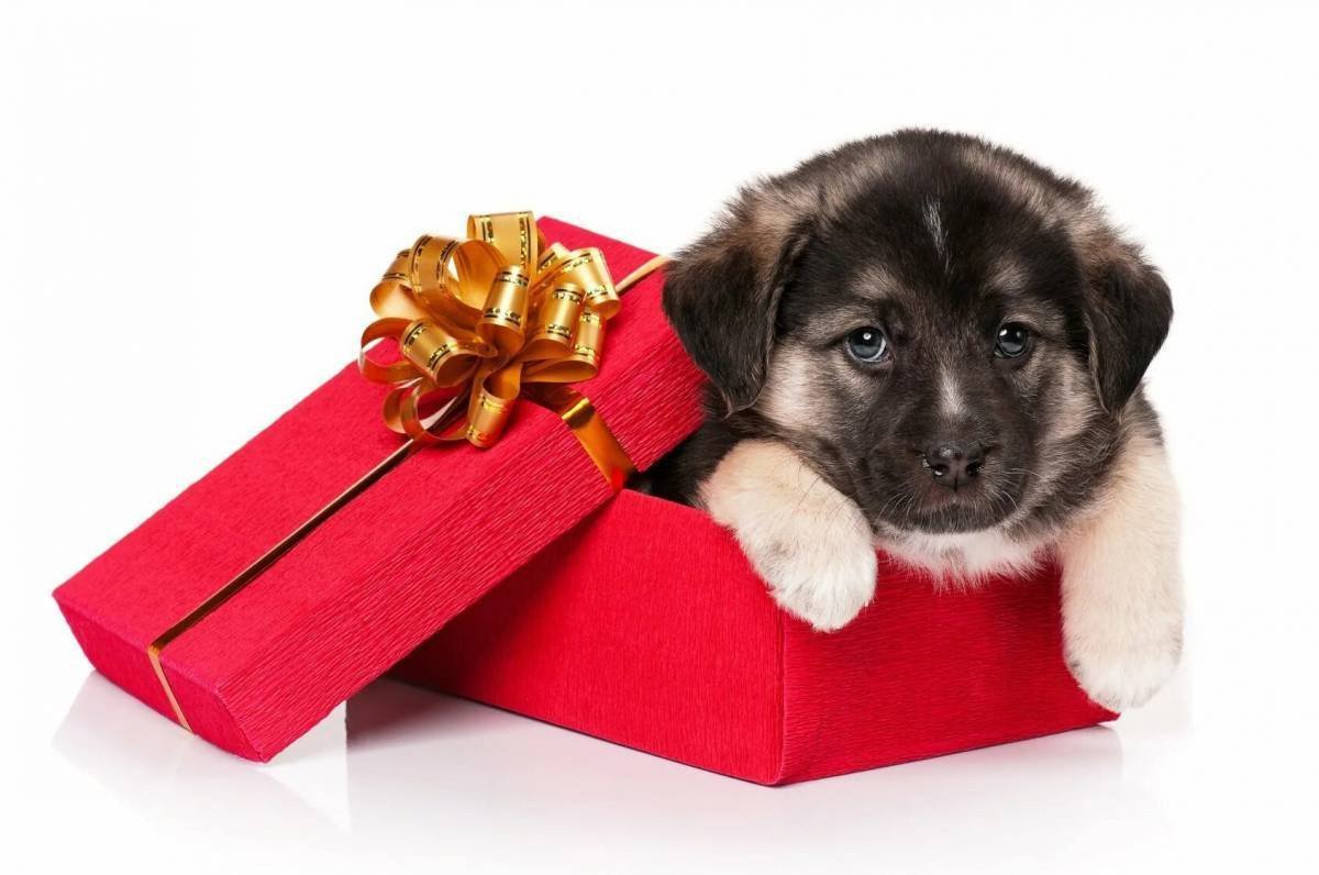 Собака в подарок