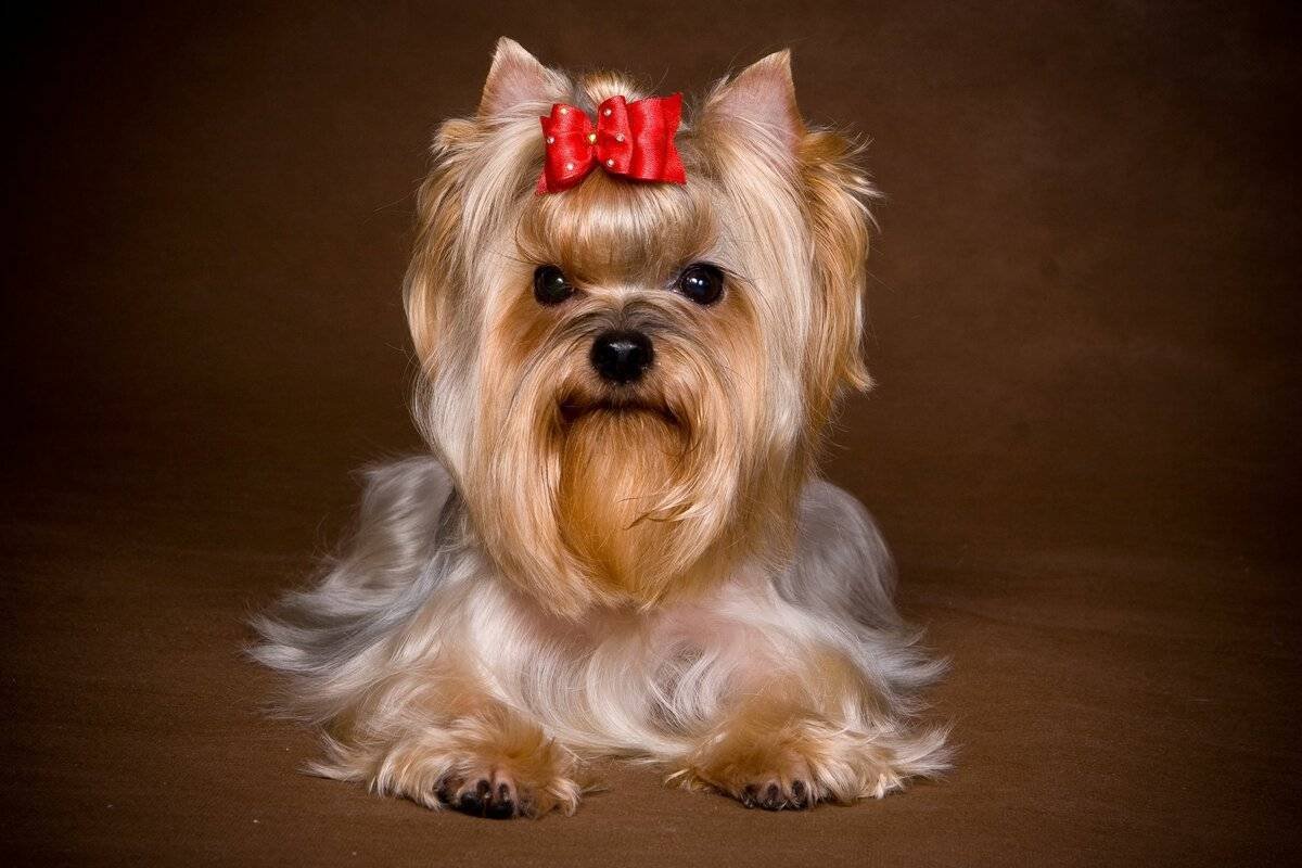 Йоркшир терьер