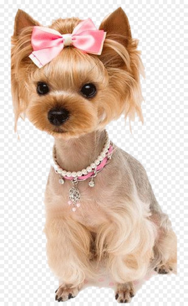 Маленькая собачка Йоркширский терьер