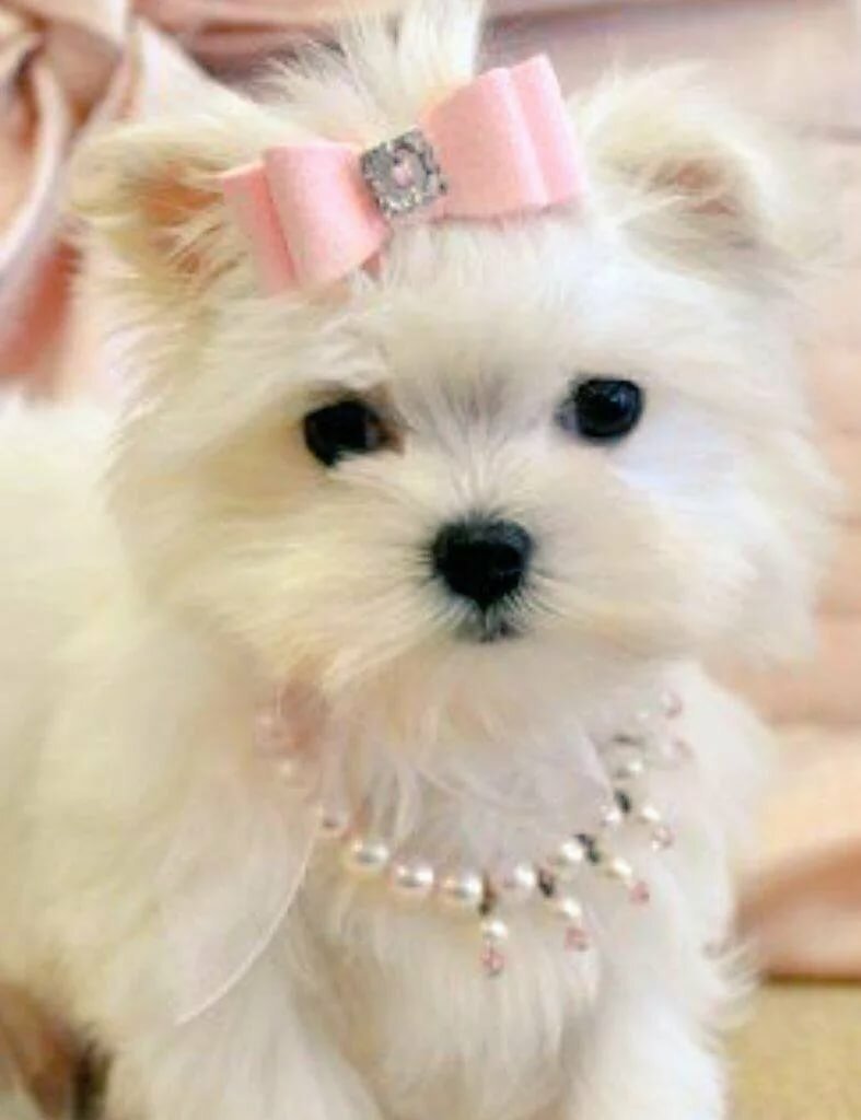 Мальтийская болонка и шпиц