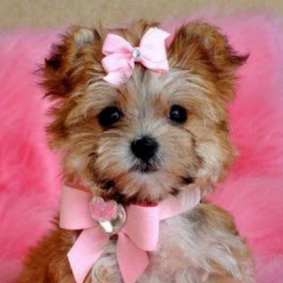 Собачка с бантиком порода