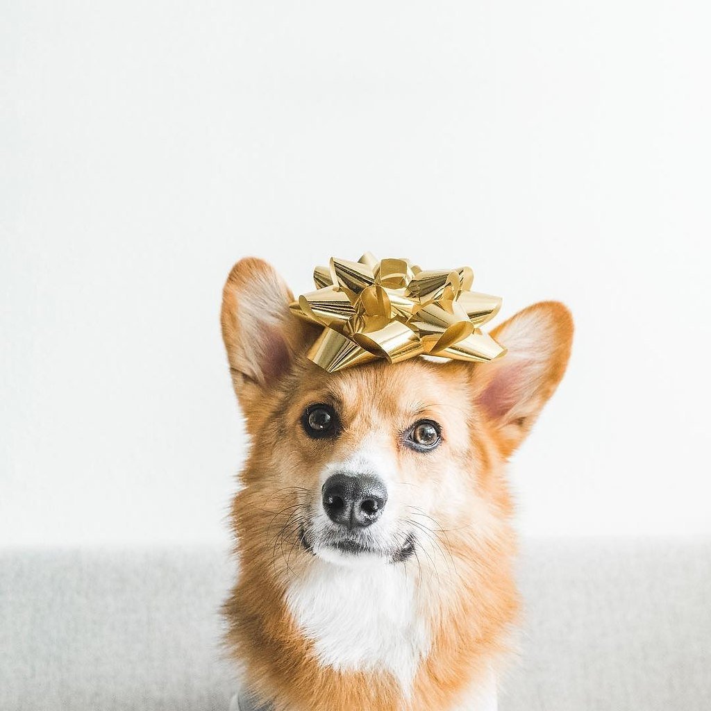 Вельш корги Эстетика