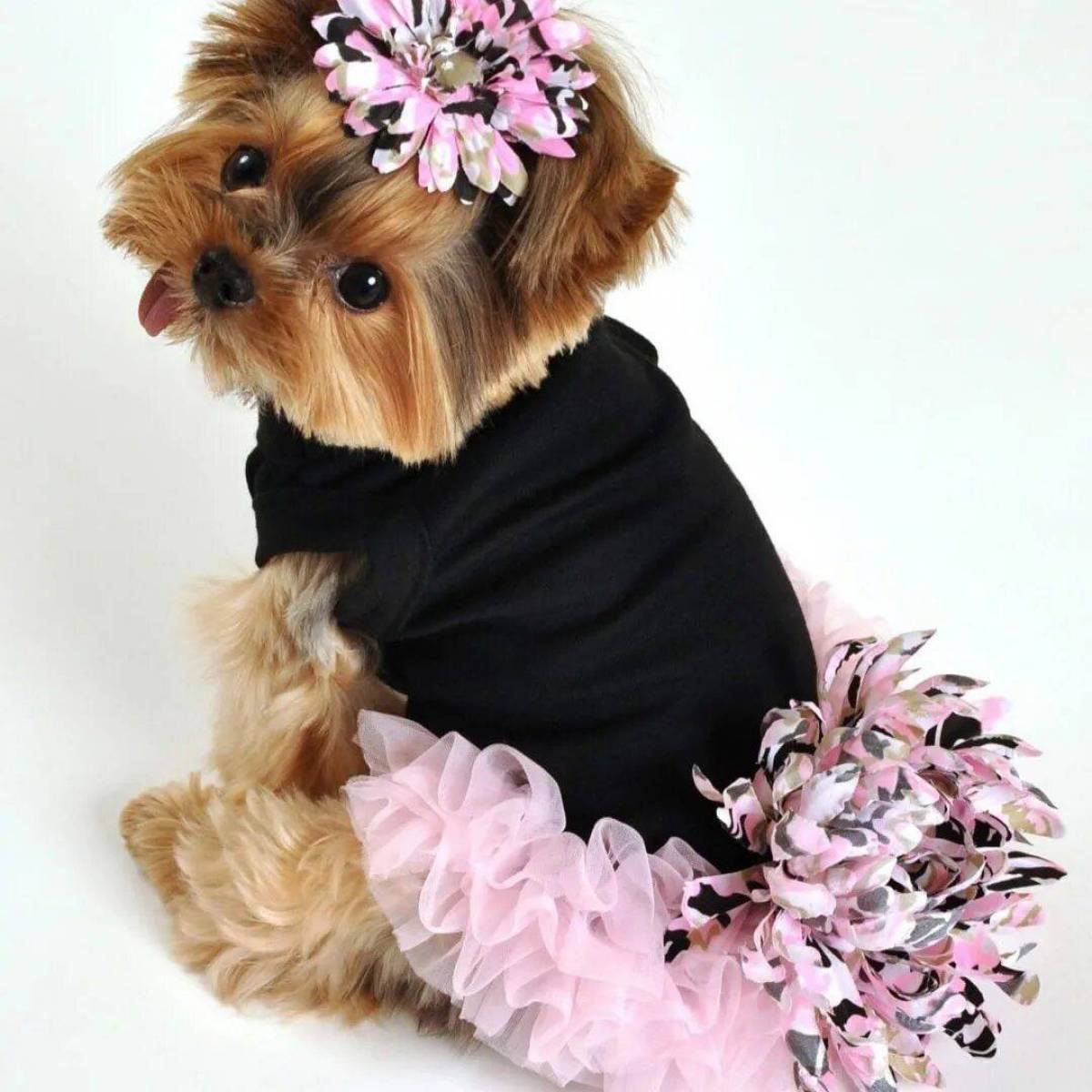 Модная собака