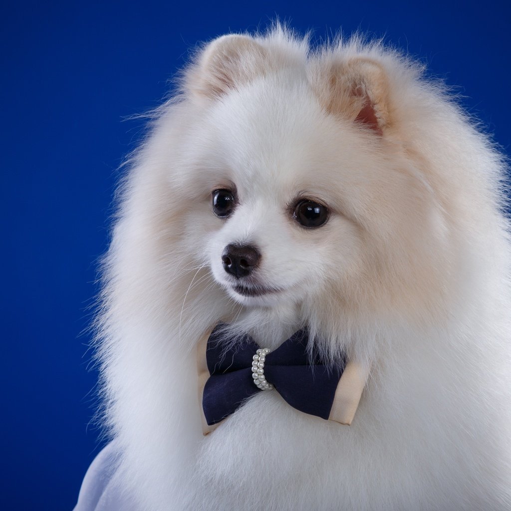 Шпиц флаффи