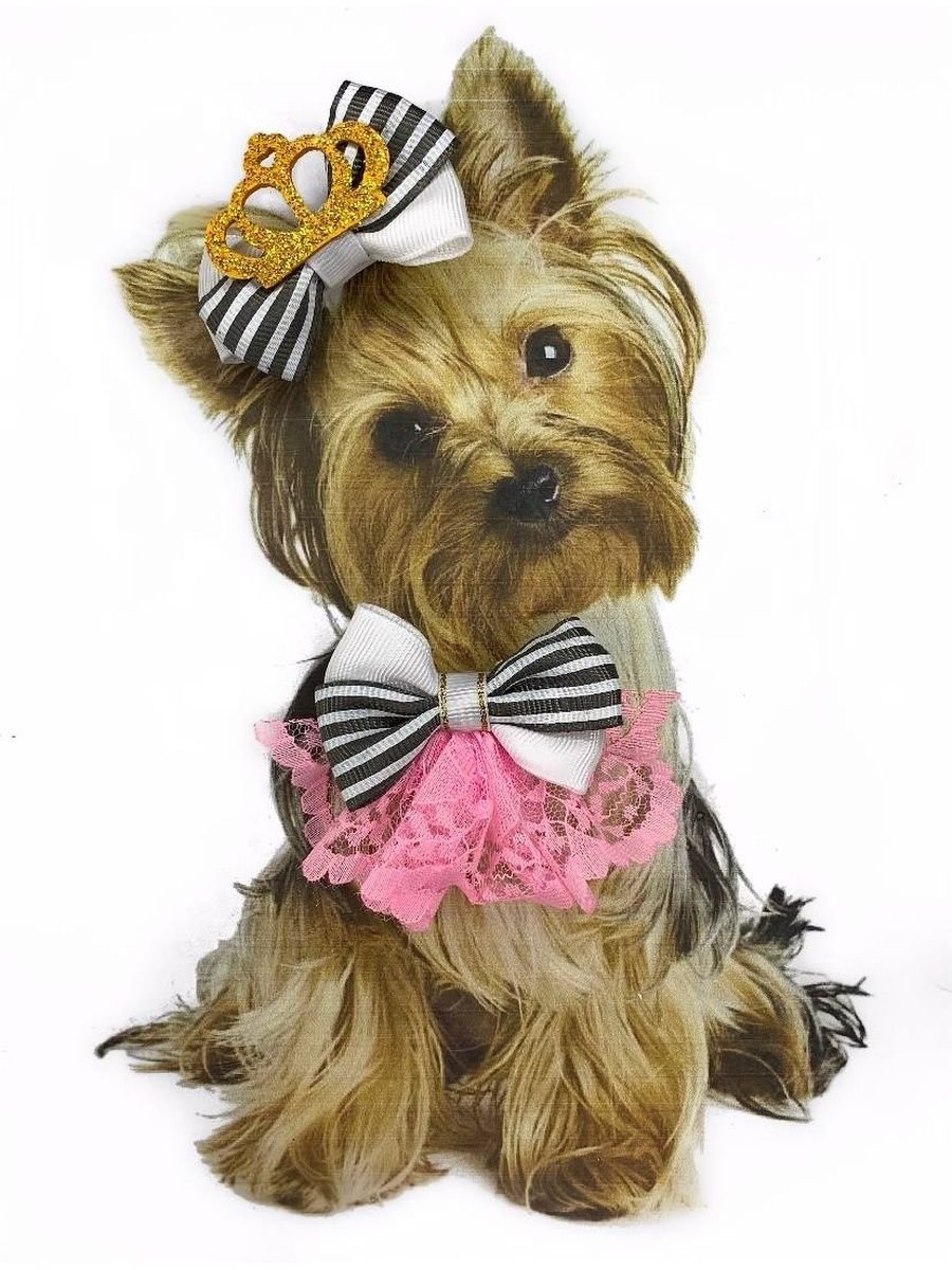 Бант корона для собак