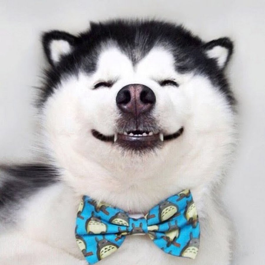 Собака улыбака