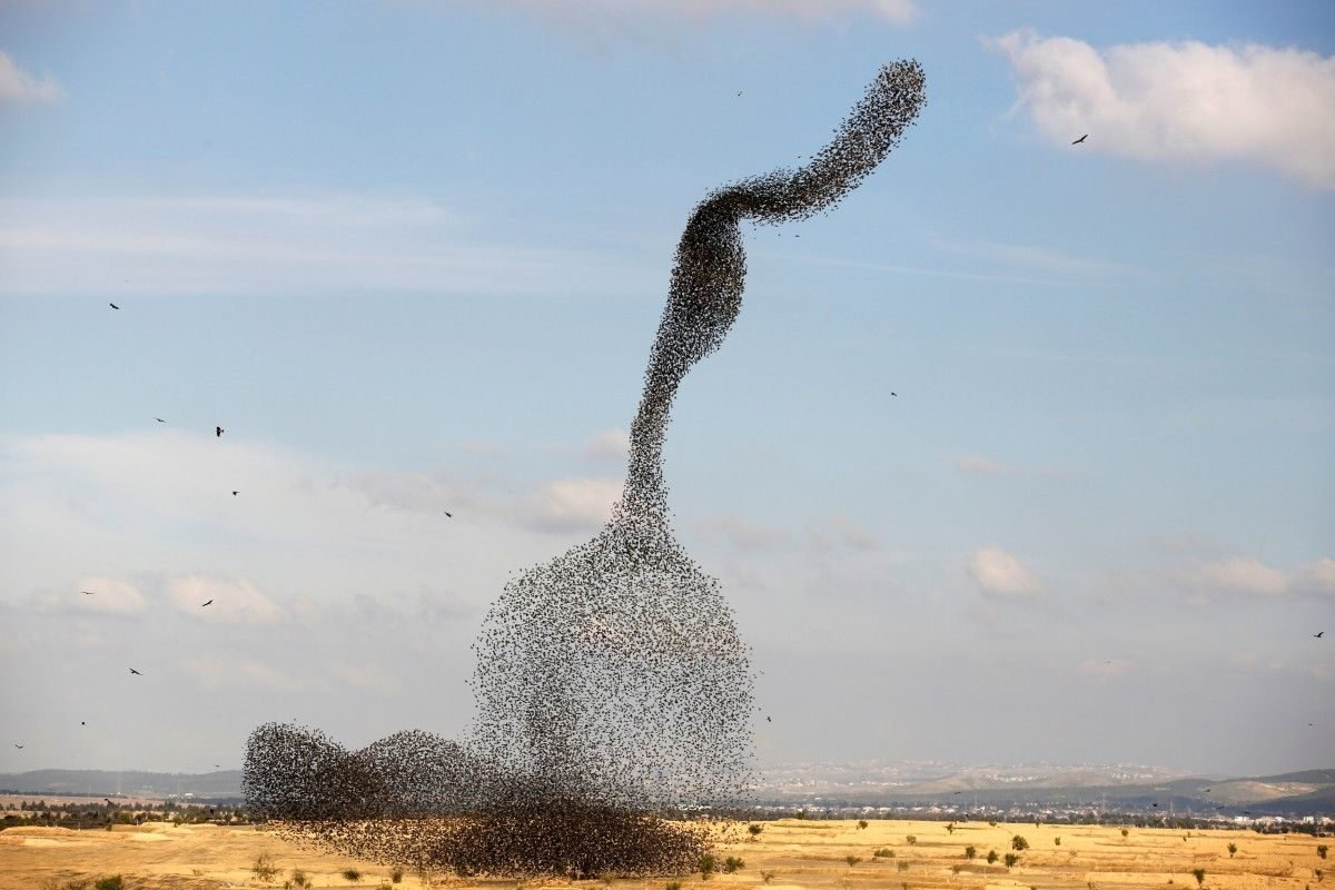 Стаи Скворцов мурмурация