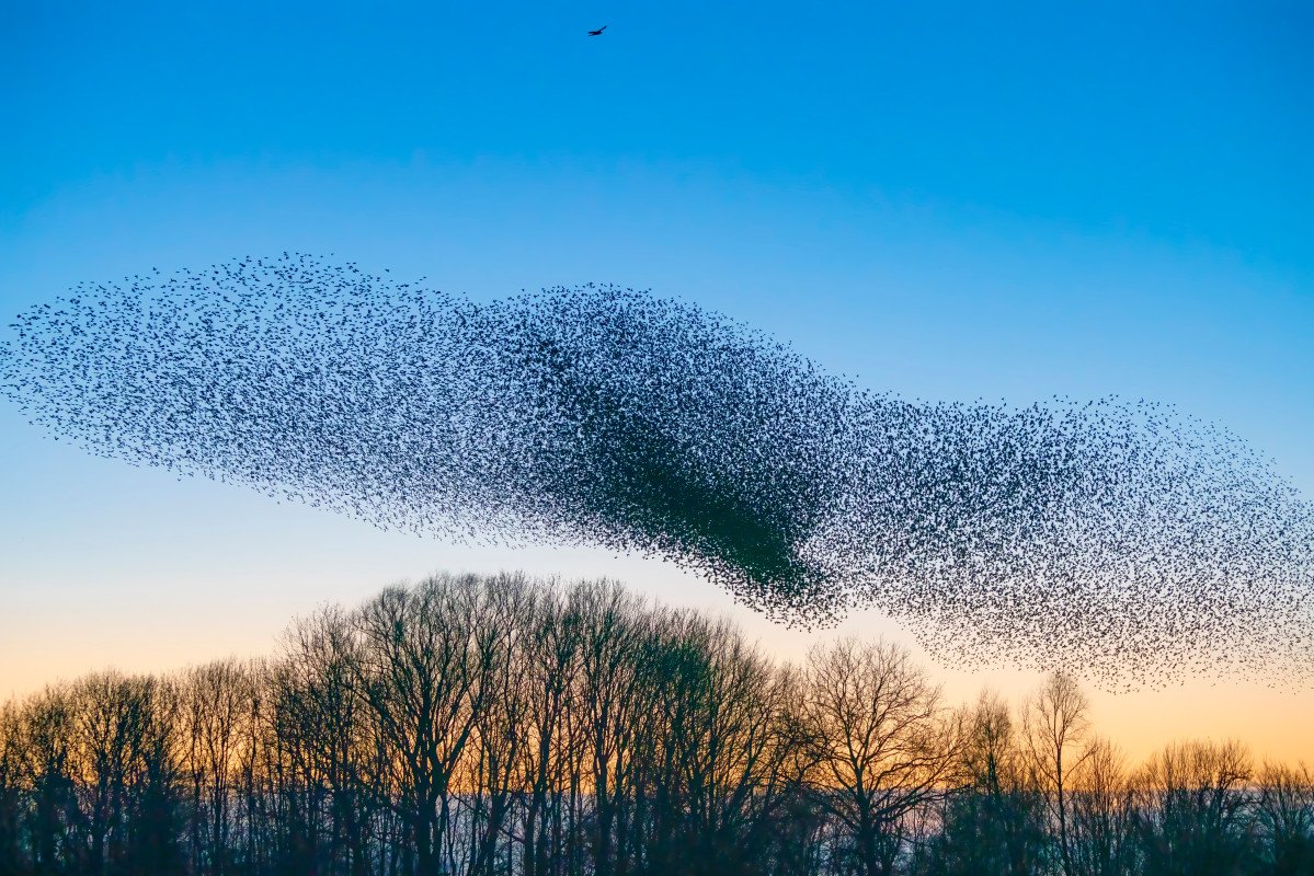 Мурмурация Стрижей