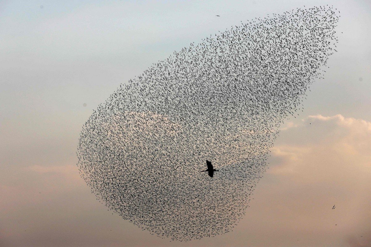 Мурмурация скворцов