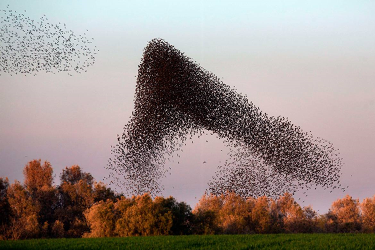 Мурмурация Скворцов