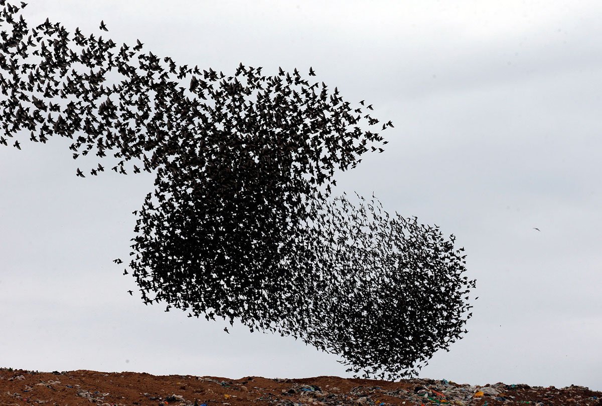 Стаи Скворцов мурмурация