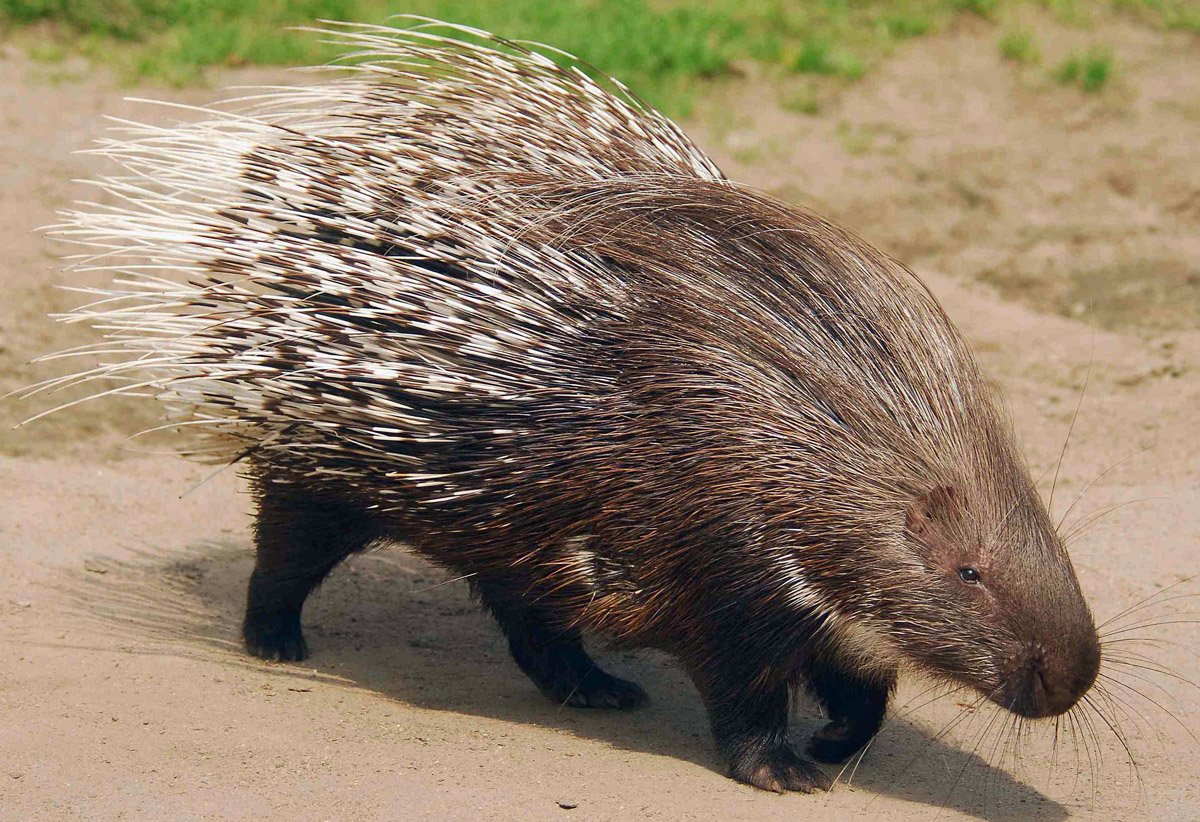 Суматранский Дикобраз