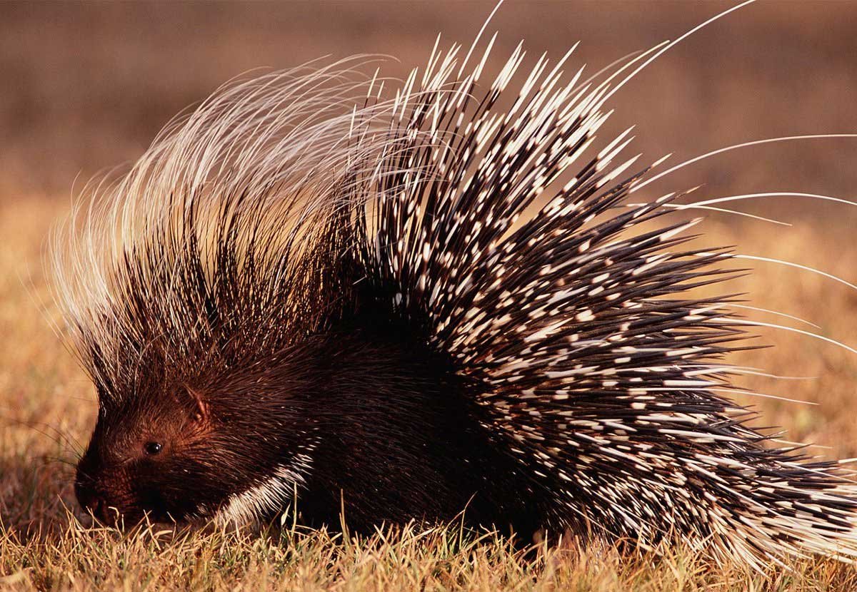 Гребенчатый Дикобраз