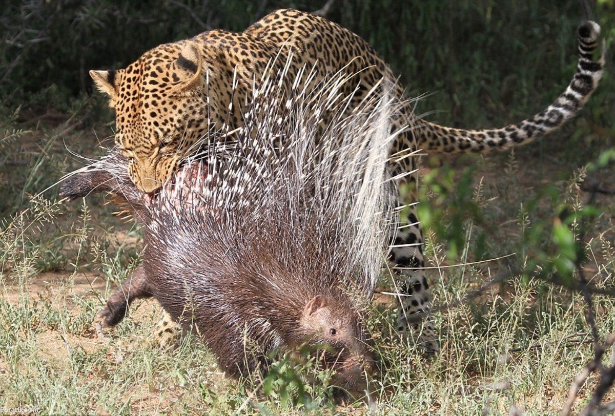 Гребенчатый Дикобраз