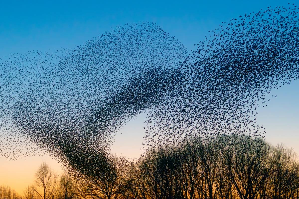 Мурмурация чудеса