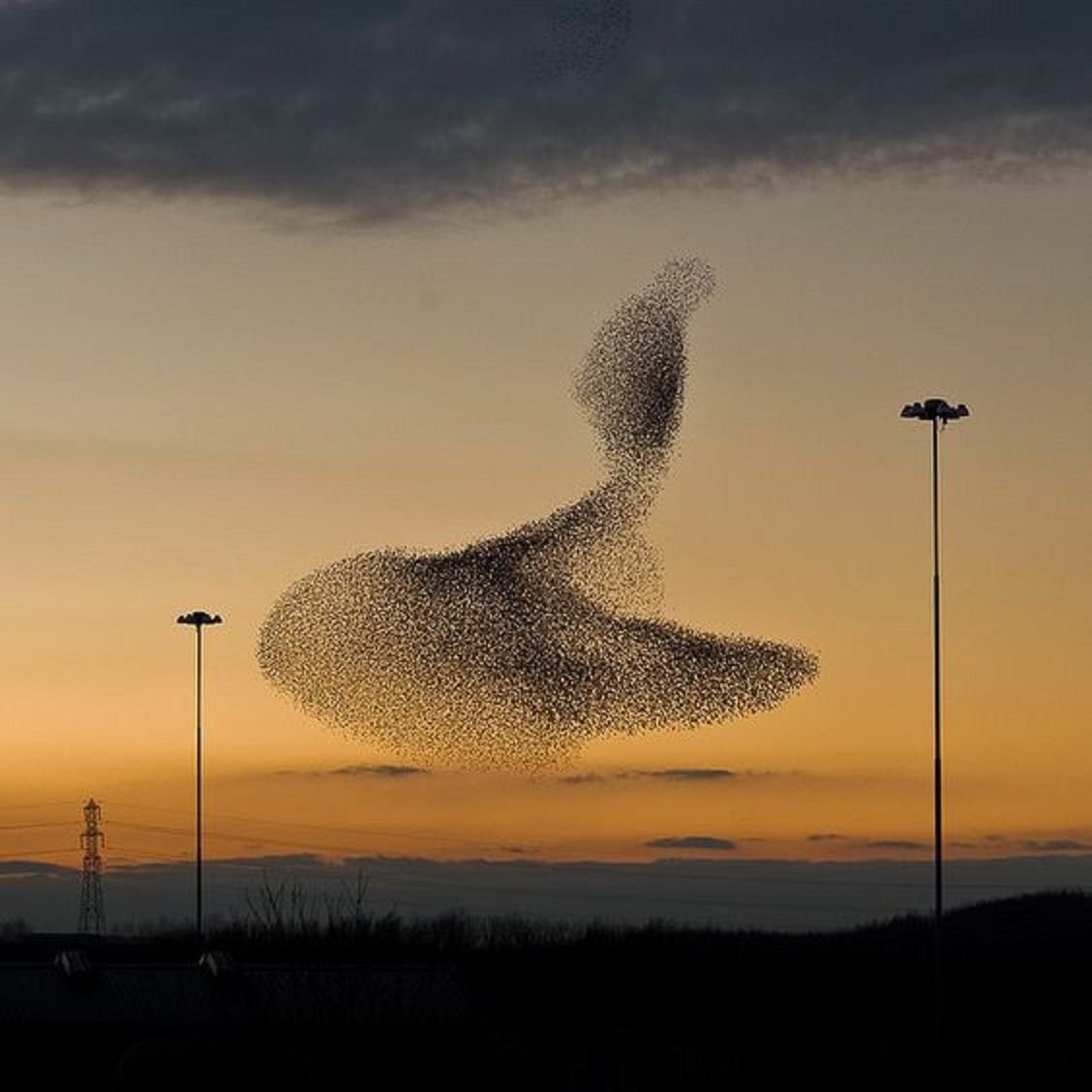 Мурмурация птиц