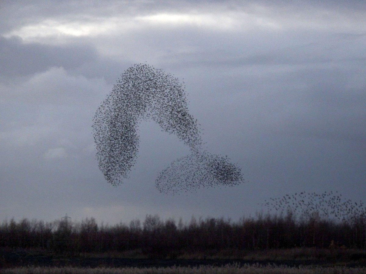 Скворцы мурмурация