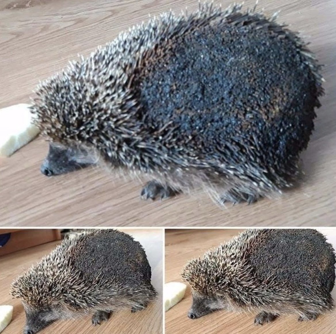 Иголки ежика