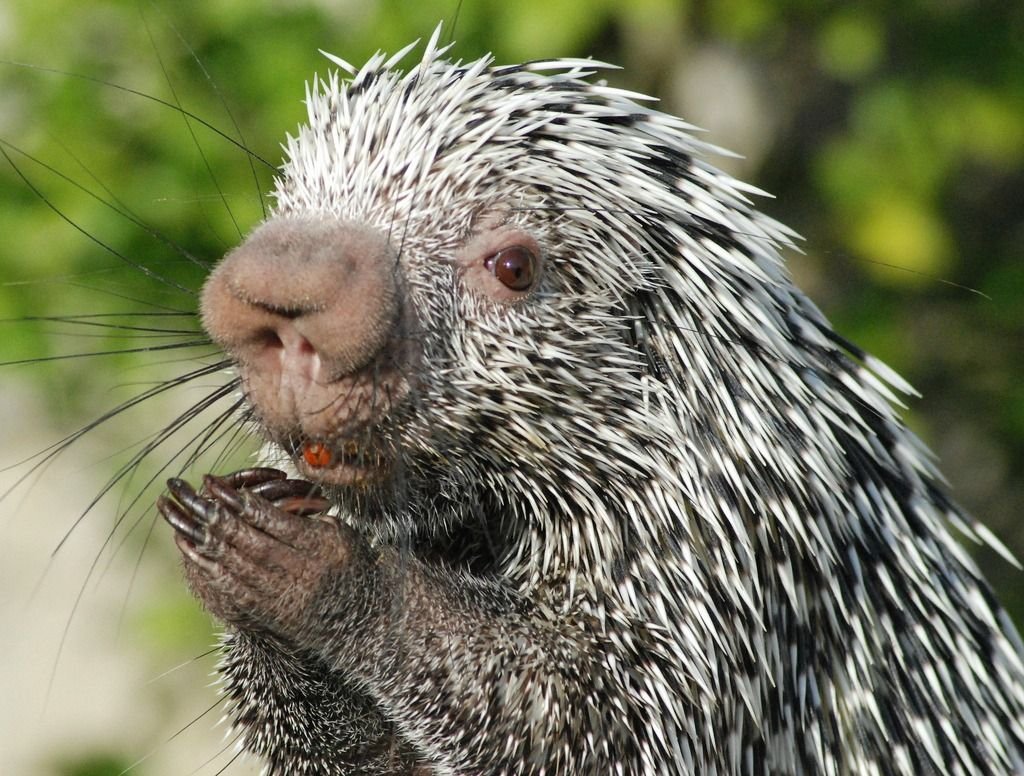 Древесный Дикобраз (иглошерст)