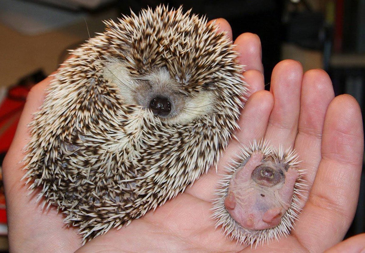 Маленький Ёжик