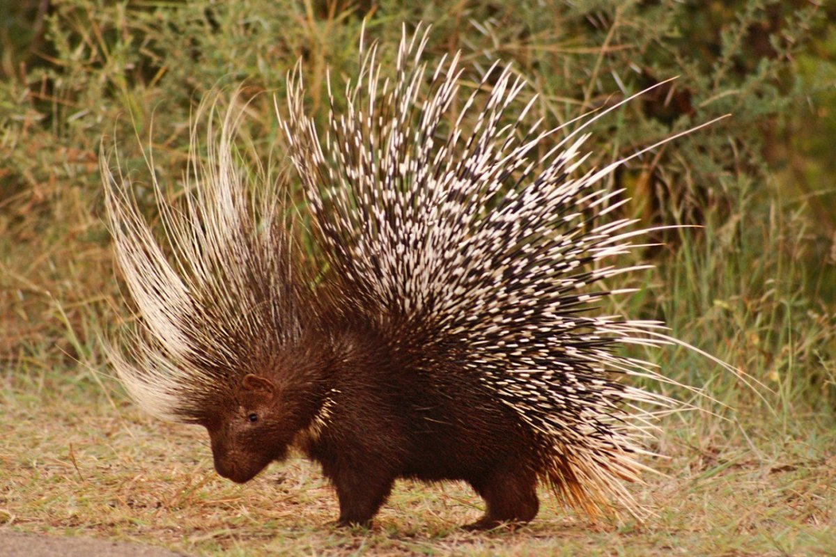 Гребенчатый Дикобраз