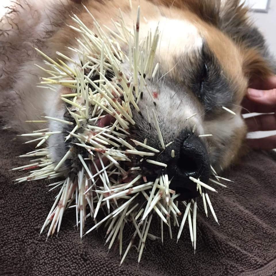 Дикобраз стреляет иглами
