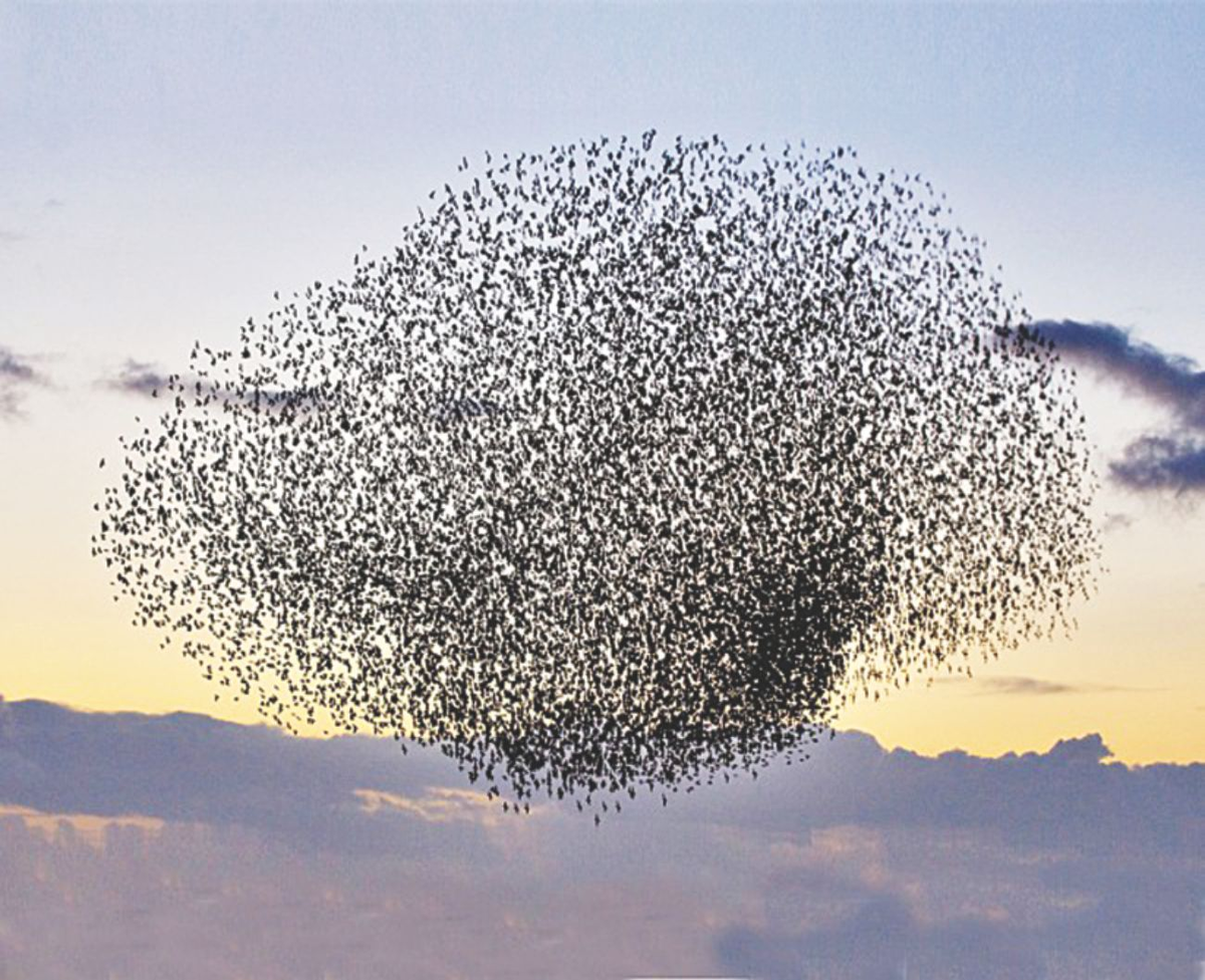 Пчелиный Рой