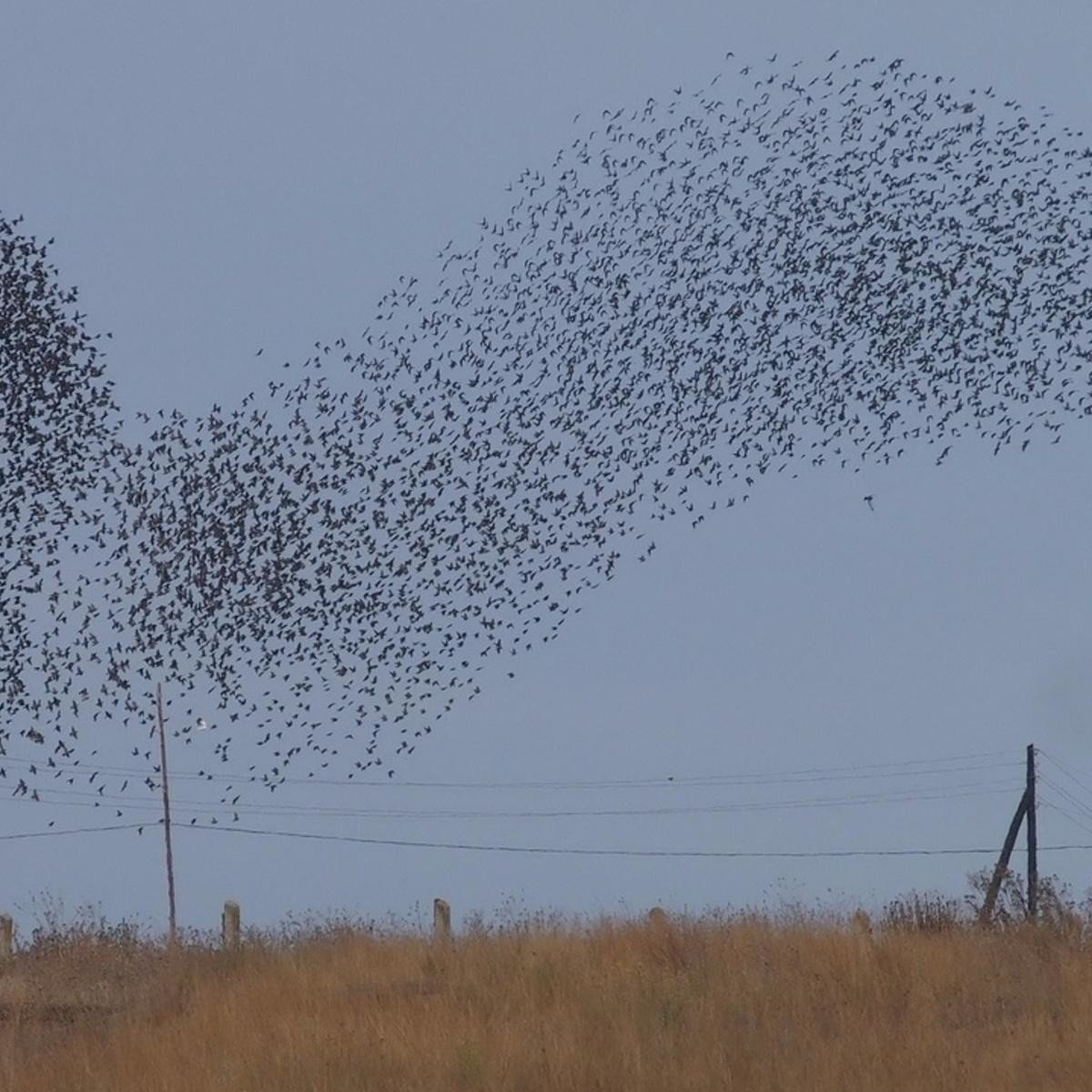 Мурмурация – «танец Скворцов»