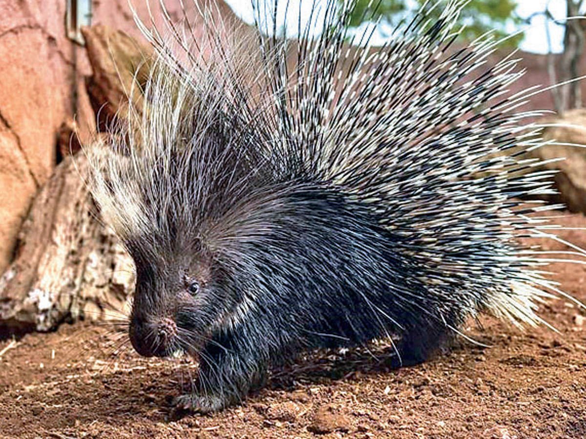 Хохлатый гребенчатый Дикобраз Африканский