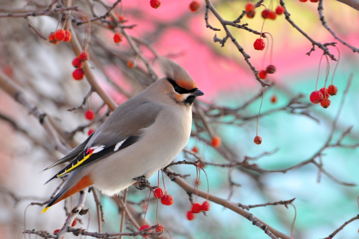 Чёрный шелковистый свиристель